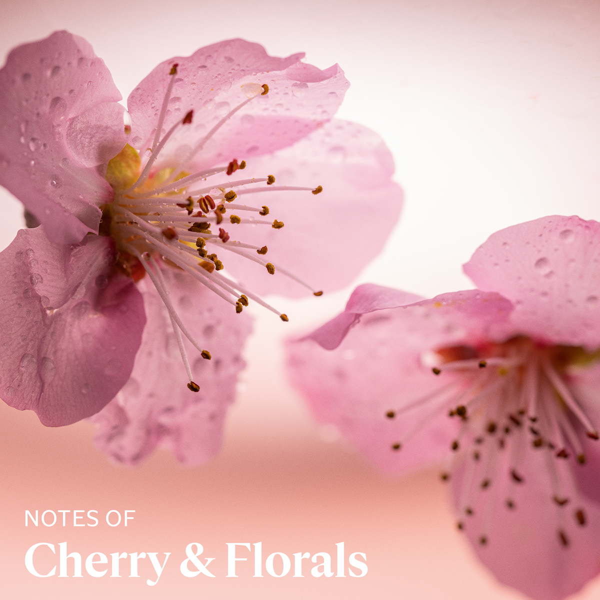 L'Occitane - Cherry Hand Cream 150ml